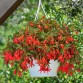 Begonia Bossa Nova "Red" - во саксија Ø18